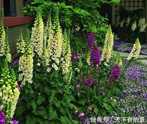 一款被名字耽误的高颜值花,好养有价值,花朵串串开一夏!