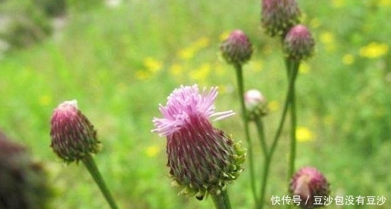 散结|农村常见的野菜，女性吃了不但可以美容，还可以清热解毒