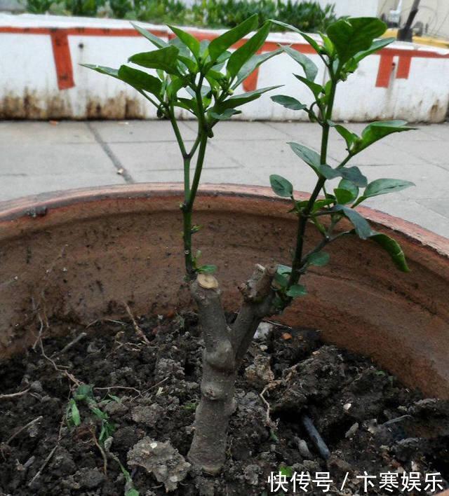 种菜|她在花盆里种了棵辣椒，一年能结7、8斤，第二年长成盆景，又结果