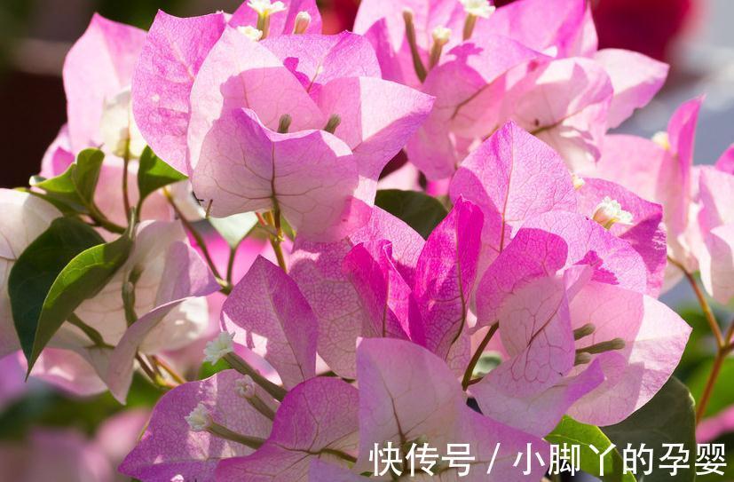 三角梅播种繁殖太麻烦,不如拿点枝条来扦插,学会这6点成活率高