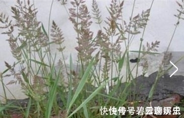 良药|农村常见的野草,牛都不吃,是老中医用来治疗“关节痛”的良药