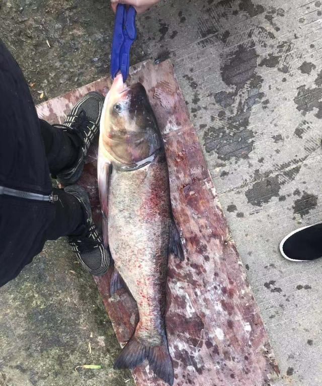 童年回忆杀中的10类鱼,你钓过几种?这3种鱼真的是遗憾!