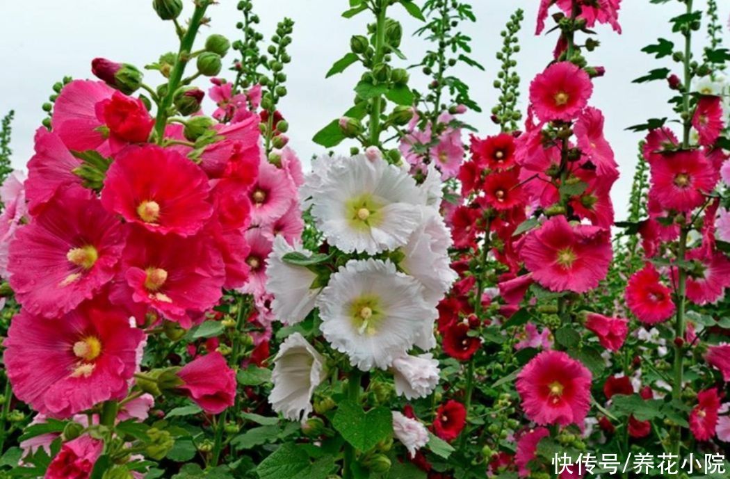 月季|适合夏天养的5种花，不怕热、不怕晒，照常开花