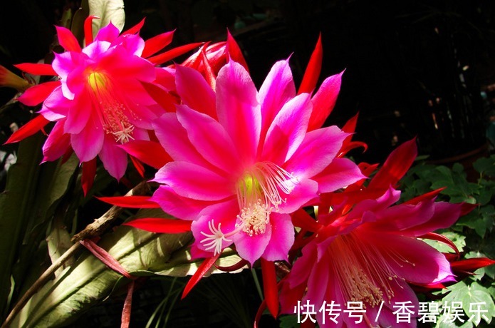 花草匠|人称“假荷花”,一开上百朵,比月季好养,比睡莲美,盛夏花最旺