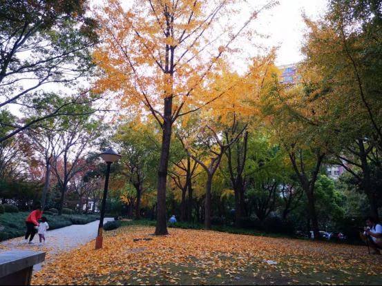 晚秋|深秋回暖，安排！沪上各区的深秋美景，你准备好打卡了吗？