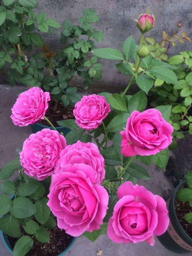 喜欢养花,不如养盆紫雾泡泡,花朵像玫瑰,全年花开不断