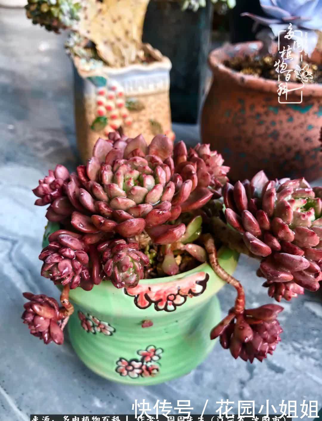 不羡鸳鸯不羡仙,只羡东北来春天!多肉冬去春来!