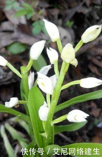 “它”被人称作“最丑”兰花,却因根茎有独特作用,深受男喜爱女