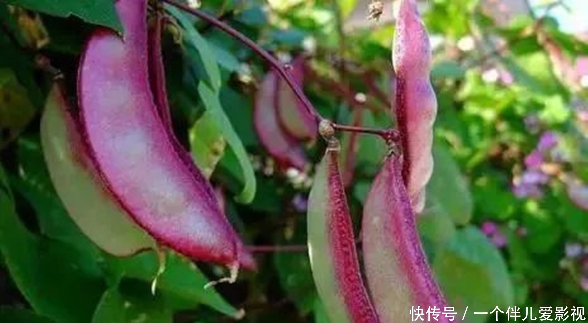 简单|历史上“蒙汗药”成分其实很简单,大多人都听说过,解药随处可见