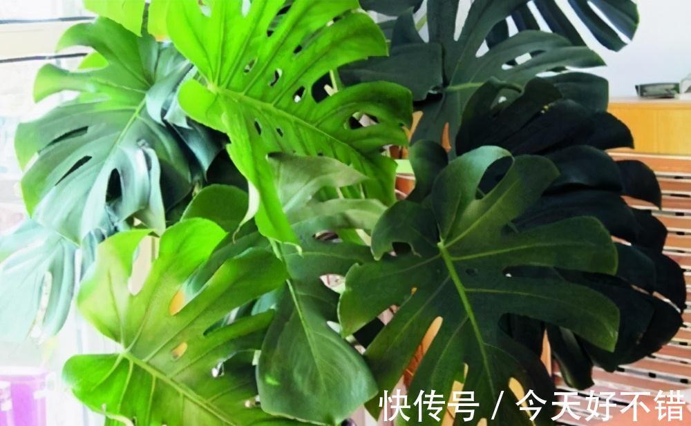 种养龟背竹,花盆里埋几粒它,长势变旺盛,叶片宽大油绿不发黄