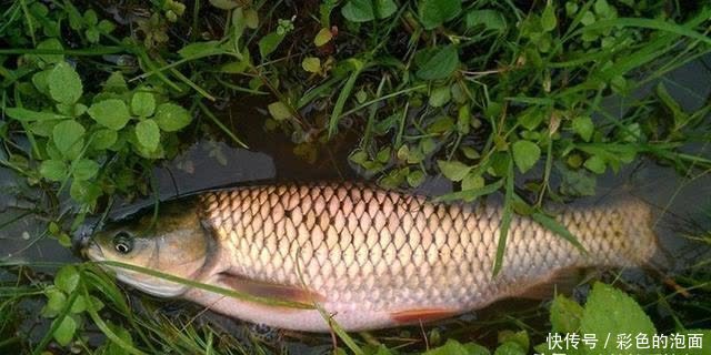 自制草鱼饵料怎么才能狂拉不停?少走弯路直接做全水域饵料