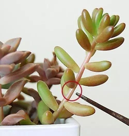 多肉养徒了现在赶紧剪1剪,秋天变成“小胖墩”