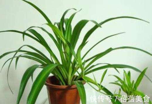 想要将吊兰养成瀑布,教你6招小技巧,不断抽藤养成绿瀑布