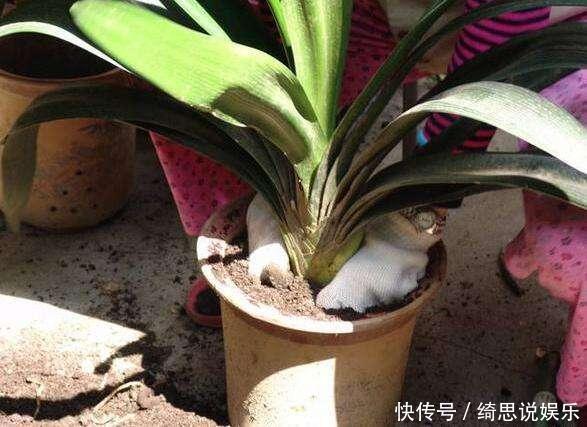 养花|养花换盆换一盆死一棵教你一招,换盆依然长势旺盛猛开花!