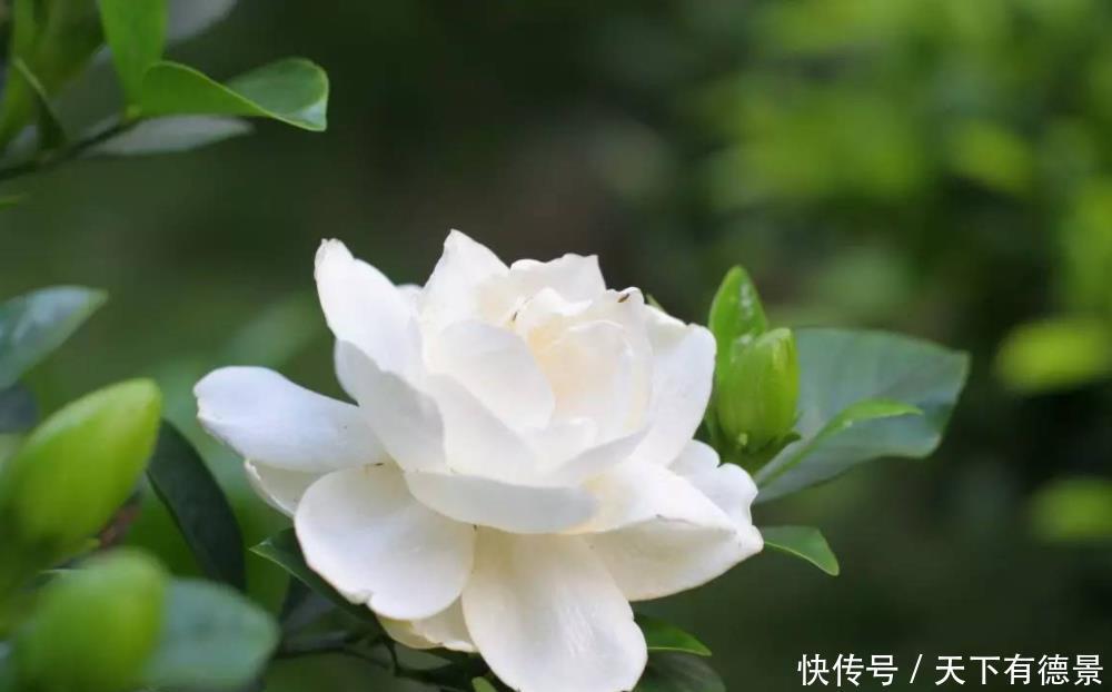 4种香味超然的花卉,家里养几盆,改善家居空气