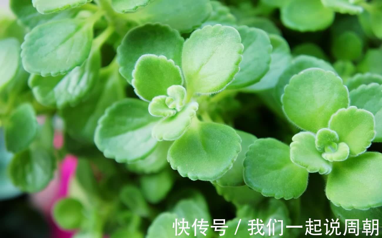 碰碰香|适合养在客厅的“4类花”,越养家里越“干净”,又美又健康