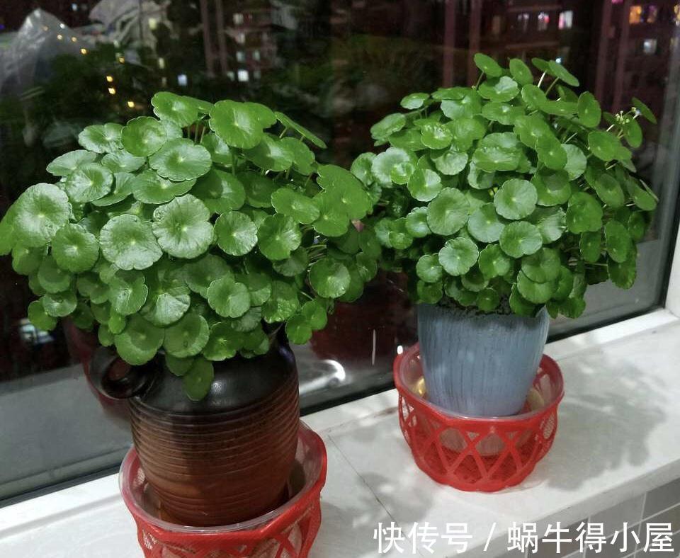 喜欢水的“7种花”,天天浇水也不怕,适合勤快的人