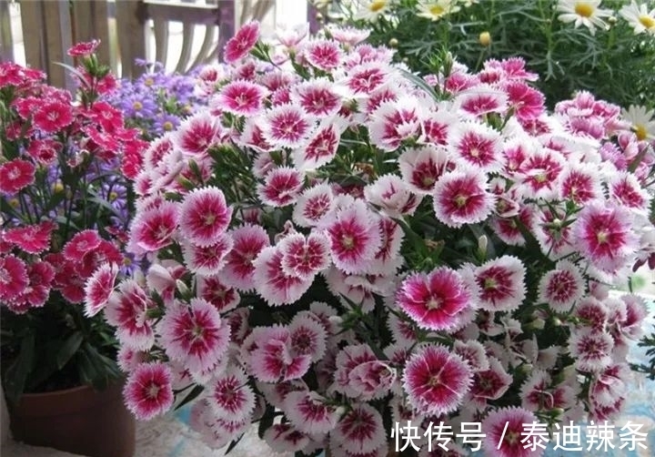 防盗窗养这5盆花,开花多、花期长,邻居看了都眼红