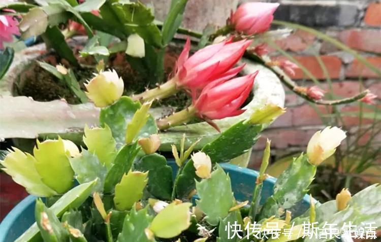 蟹爪兰|蟹爪兰叶子“打焉”，用这个“小方法”，叶片肥厚，长势更旺