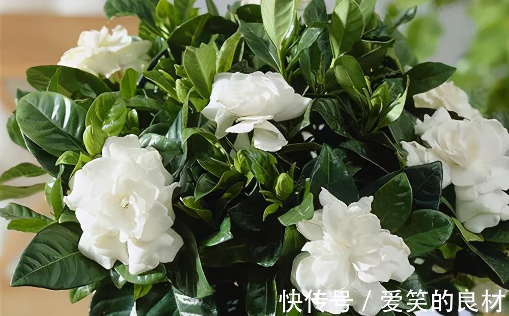 栀子花|夏天养2种花,勤修剪多晒太阳,花朵窜2米,清香小半年