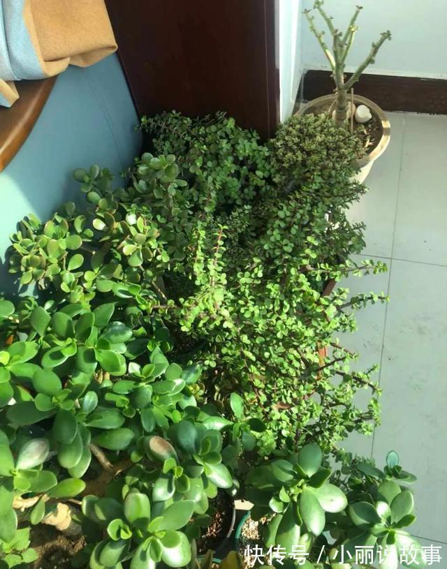 玉树这么养,整个冬天没黄叶,玉树临风,漂亮非凡!