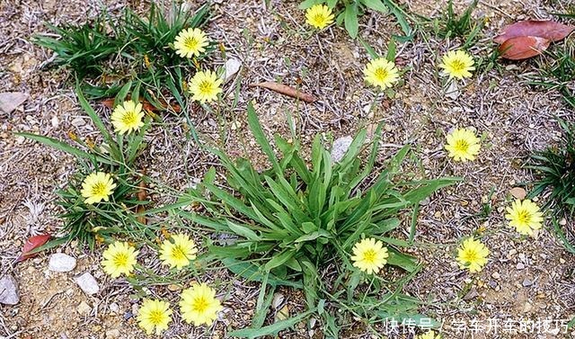 農民叫它“小人參”,鄉下看到別踩踏,采回家曬干1斤能賣80