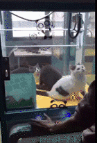 |搞笑GIF趣图:挖掘机霸气点烟,蓝翔毕业的么