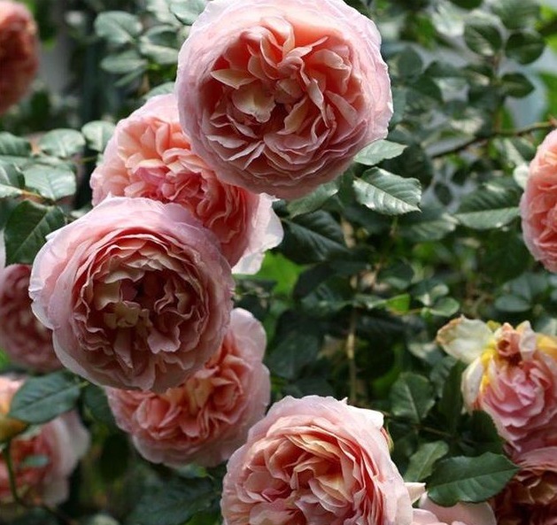 分枝|月季寿命有多少年养的时间越久长的越差，开花又少又小怎么办