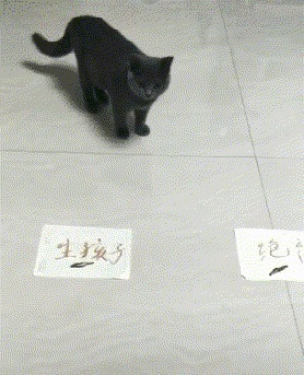 |搞笑GIF:来来来,师傅抽根烟!你跟我说说你是怎么开上去的?