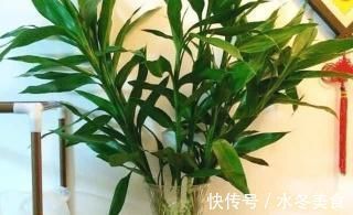 水杨酸|养花也要用点药，每次只需1粒，不黄叶，不烂根，新叶蹭蹭长