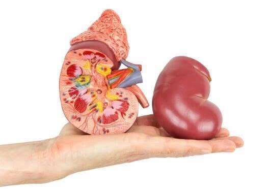 慢性肾脏病|比憋尿还伤肾的4种行为,男女都改掉,远离肾炎、肾衰竭、尿毒症