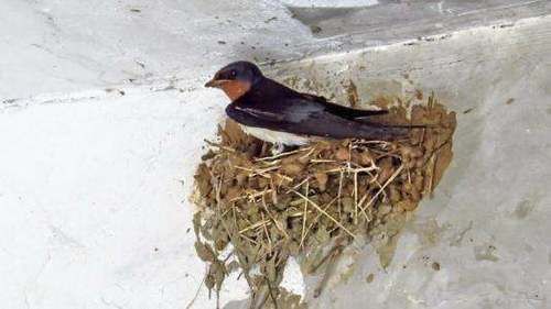 农村|农村屋檐下的燕子窝有“大用处”,别再傻傻扔掉,看完你会感谢我