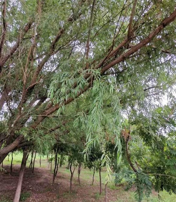  大白|柳树皮养花是一绝，比生根粉还厉害，泡水浇盆里大白根直冒！