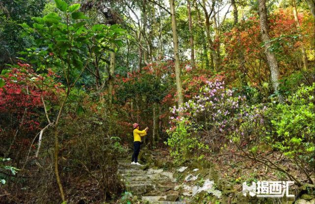 龙山杜鹃怒放，赏花正当时，点缀揭西的绿水青山