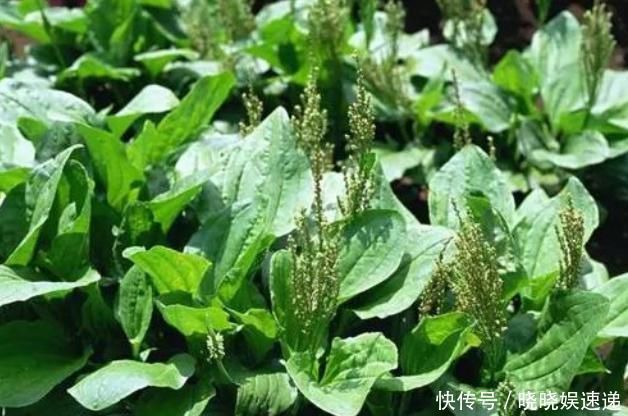 用车前草|车前草的药用价值太大了,除了保肝护肝,你不知道好处太多了