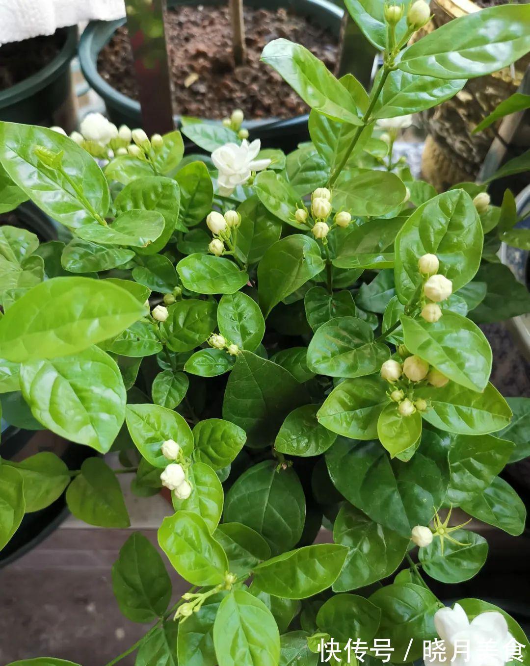 浇水|15种常见花,冬天浇水有讲究,小心越浇花越死