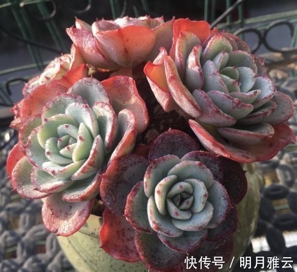 认同|多肉控养能长胖吗?新手最容易上当,完全两个概念,你认同吗?