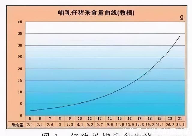 仔猪|如何让仔猪顺利渡过断奶关？