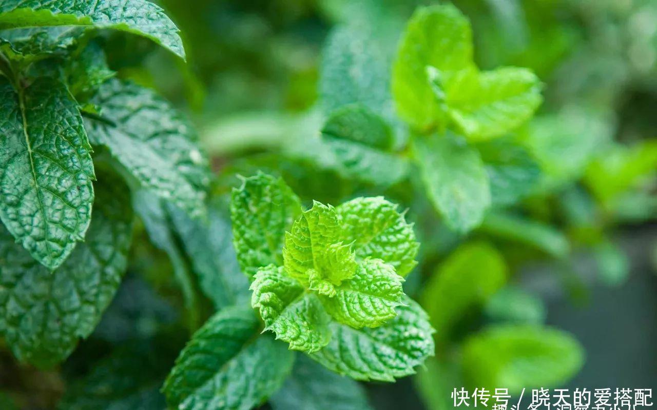 被低估的“三种花”,寓意好“营养价值高”,养一盆家人更健康