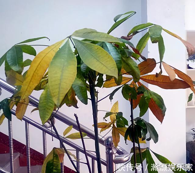 烂根|9种花,12月要“控水、断肥”,不注意烂根黄叶,活不到开春