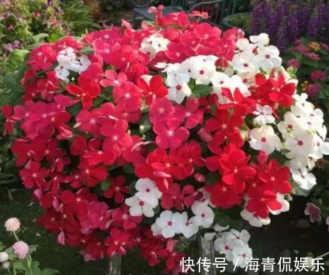 长势|越剪越旺的“3种花”，开花多到爆盆，不见叶子只见花，美！