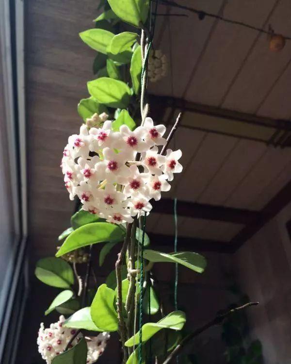 球兰|此盆栽花比香水还香，比绿萝还好养，一年四季开花，幽香飘满堂!