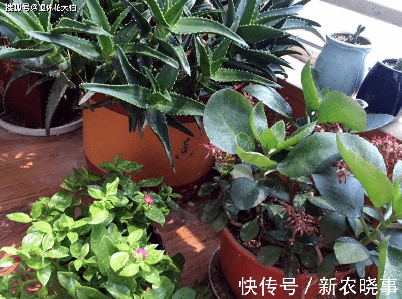 水溶液|此款“多功效”天然肥,有点脏,却备受农民青睐,还不用花钱