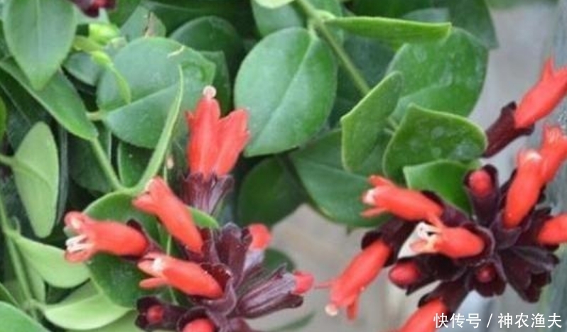 最适合新手养的3种花,沾土就能活,开花漂亮花期长,谁养谁喜欢