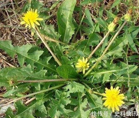 农村山上一株野草,功效胜过冬虫夏草,男人吃了再也不喊肾虚了