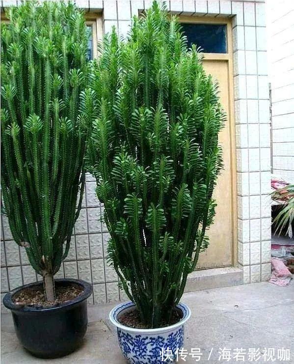 龟背竹|30年的芦荟,20年的龟背竹,硬生生把花养成了树!