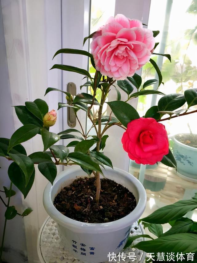 天气冷,六种花要“干养”,少水多晒才健壮,养成老桩更旺家