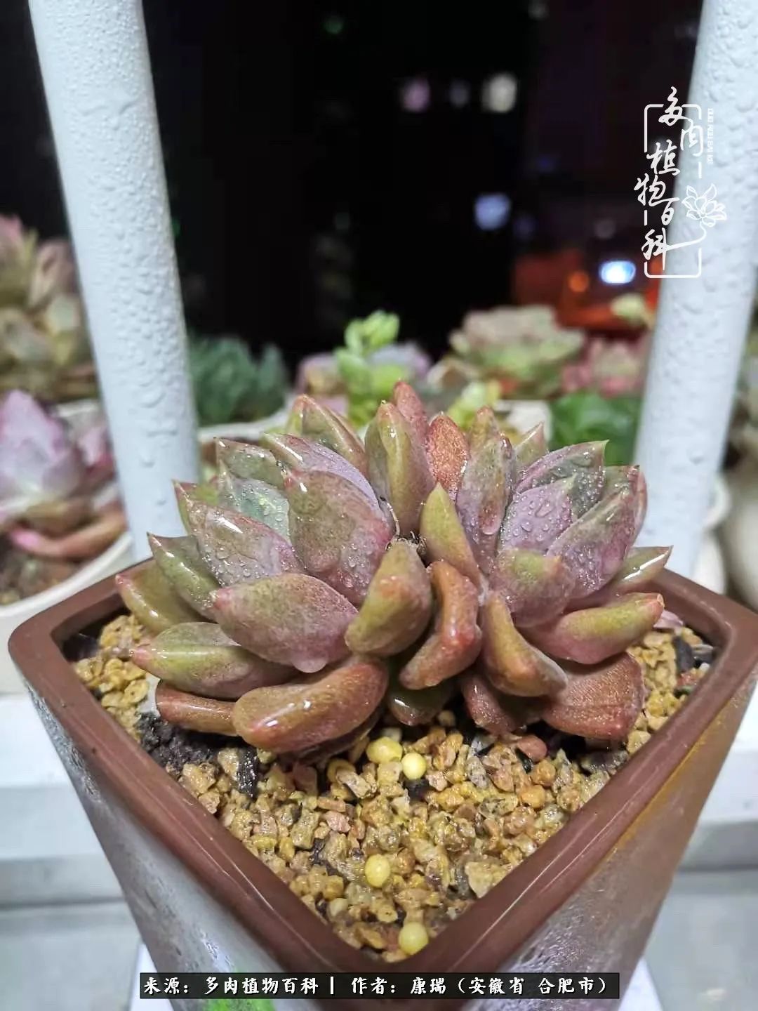 养肉之路，道阻且长，累的是身体，净的是心灵！