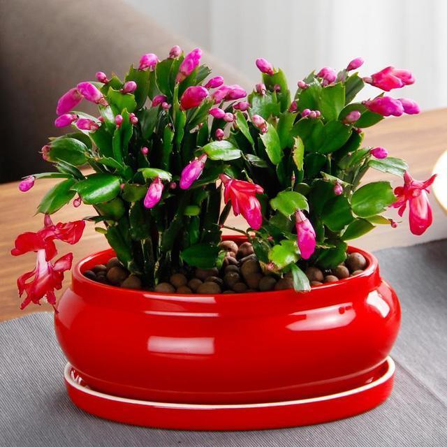 养花不开花，盆里缺了“它”，只浇一点点，飞快开花，刹不住闸