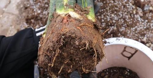 容易显老的4种颜色,皮肤黄的女生总爱穿,显老没气质,被人笑话